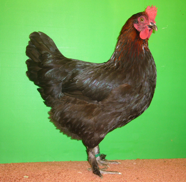 Marans